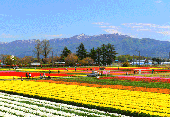 photograph of Gosen City Tulip Farm